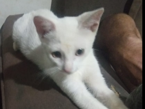 Foto de Kai