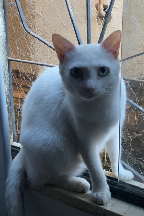 Foto de Chico