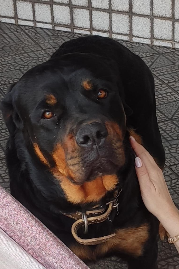 Foto de Belinha
