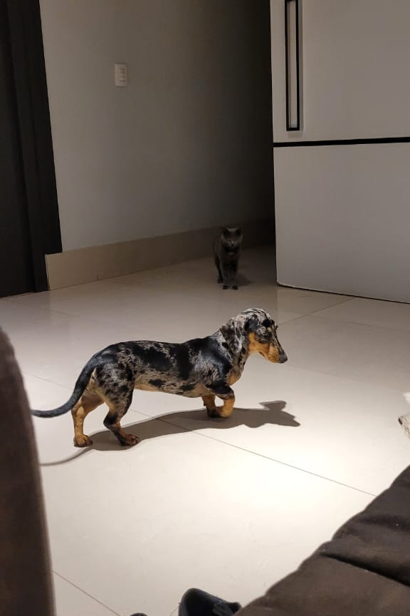 Foto de Maju