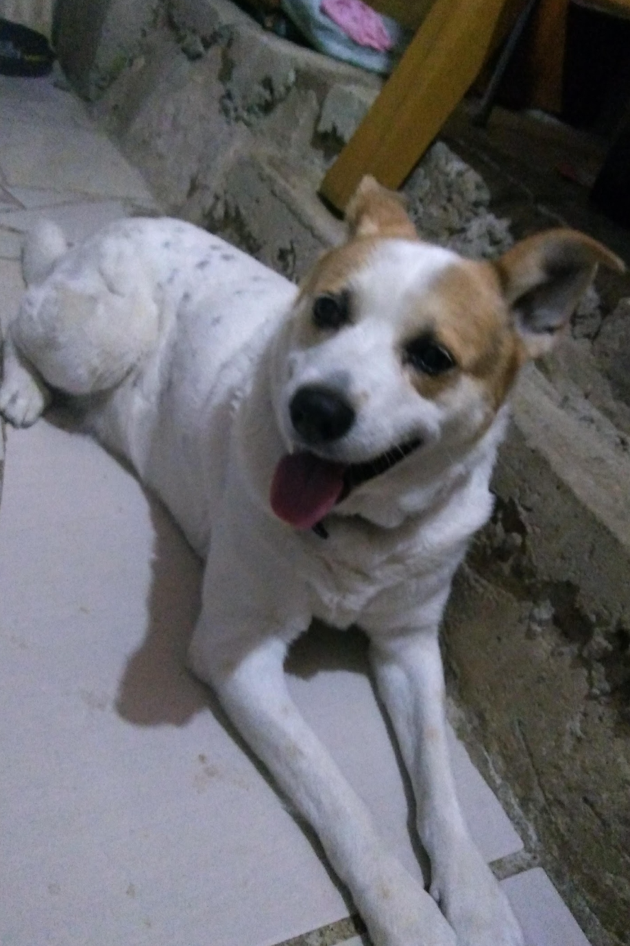 Foto de Pingo