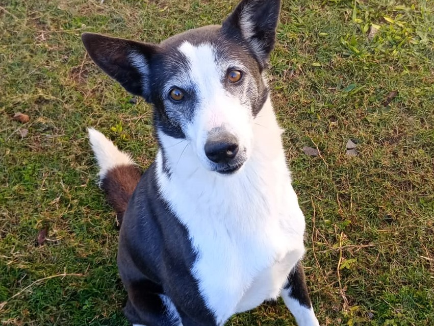 Foto de Pingo