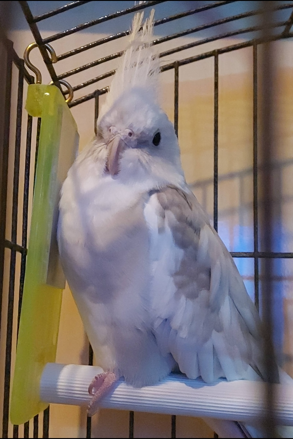 Foto de Bibi
