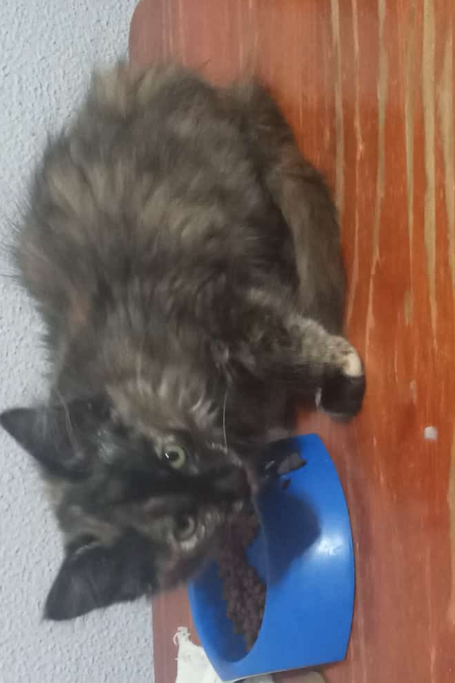 Foto de Bonny Bonita Tayllor