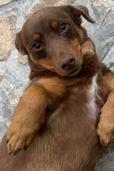 Foto de Belinha