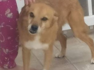 Foto de Kira