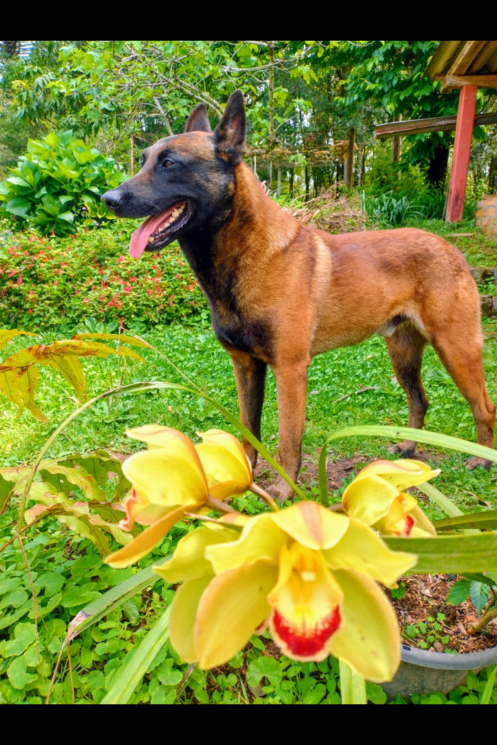 Foto de Thor