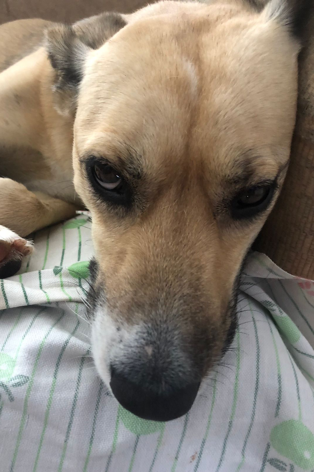 Foto de Bella