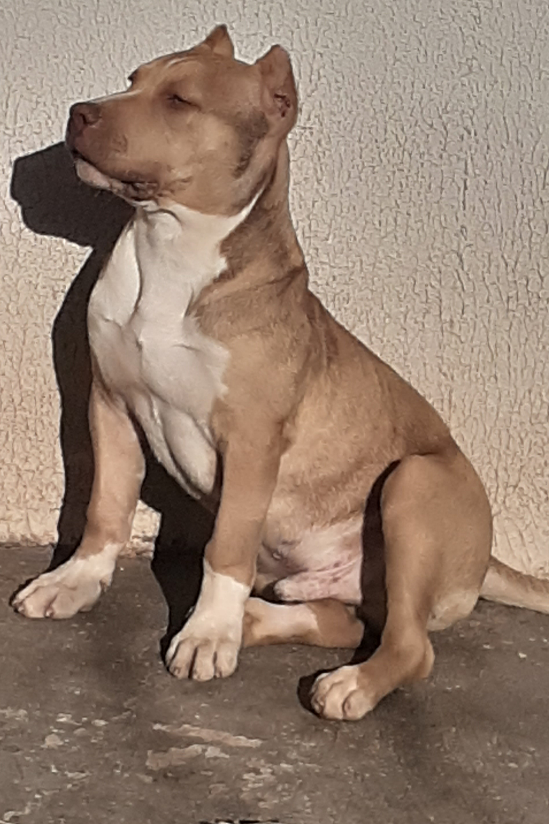 Foto de Apollo