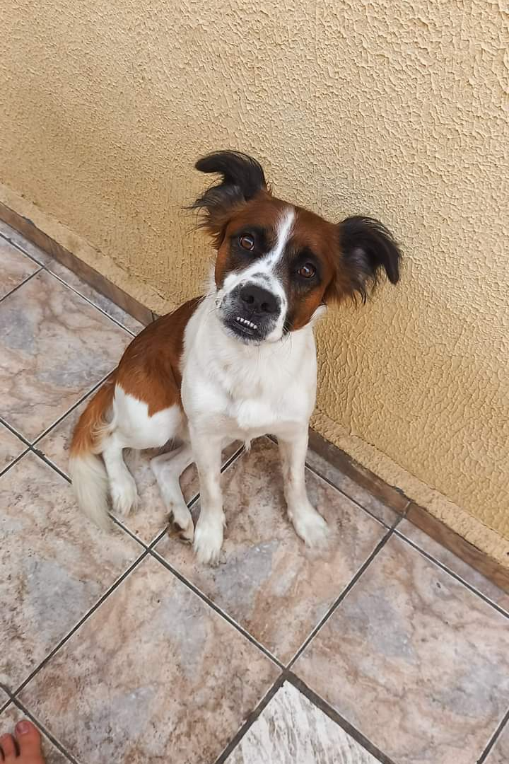 Foto de Appa
