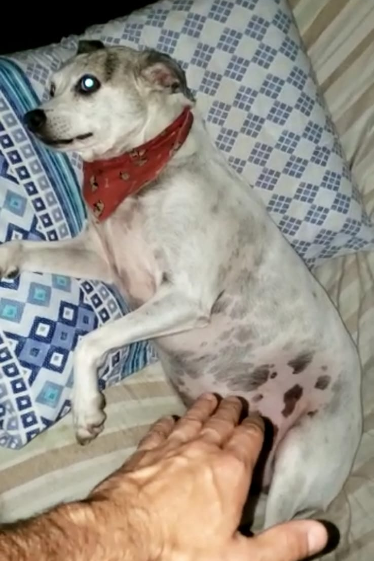 Foto de Larica