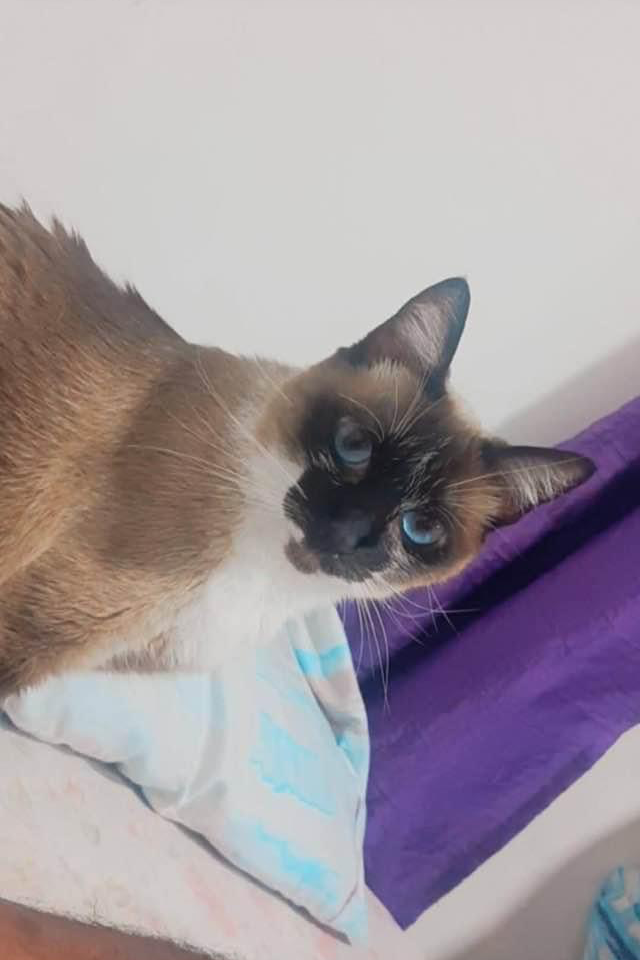 Foto de Belinha