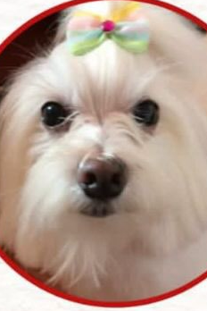 Foto de Lilica