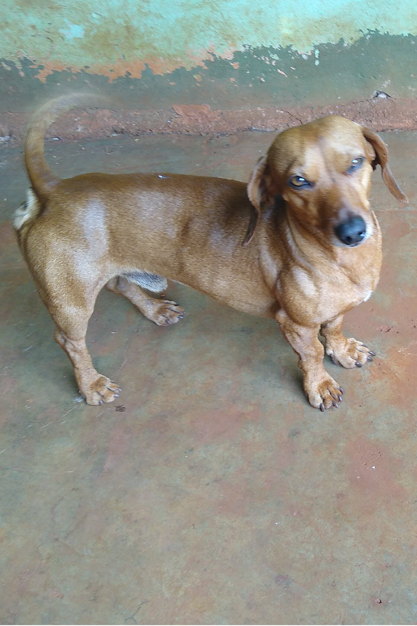 Foto de Vasquinho