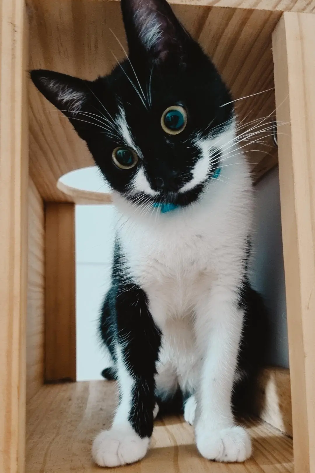 Foto de Pingo
