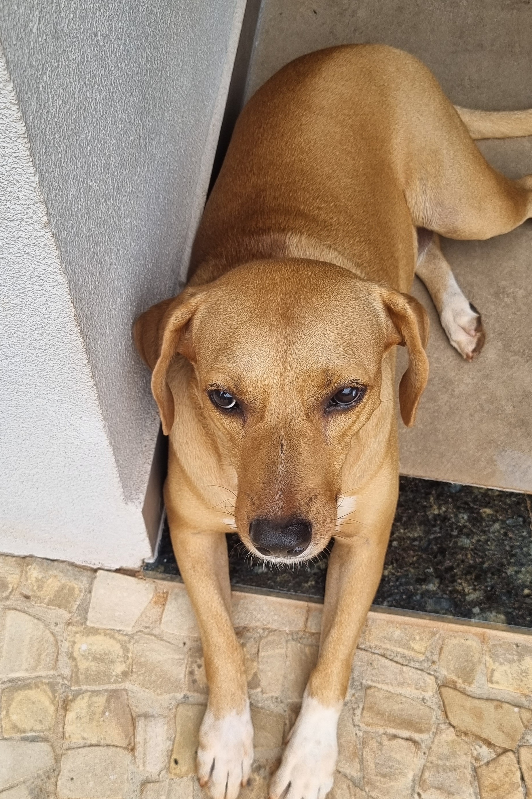 Foto de Mel