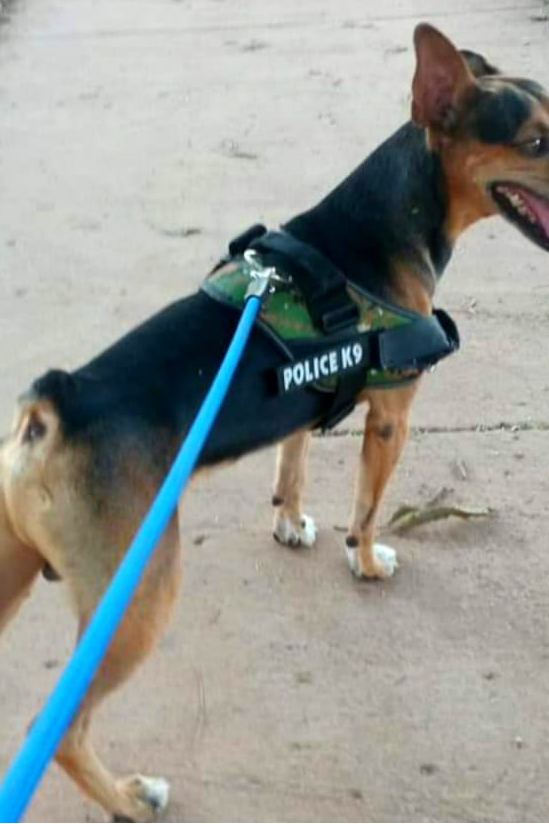 Foto de Vinti