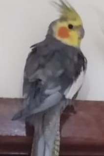 Foto de Kiquinho