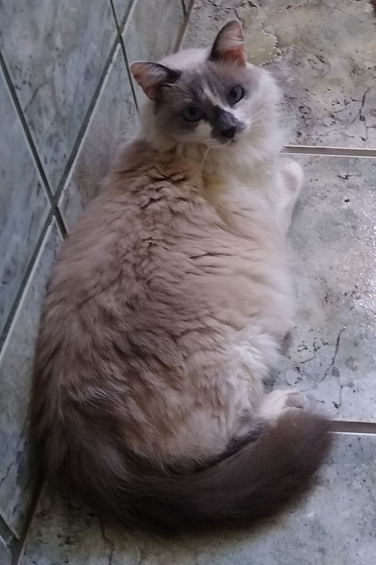 Foto de Zelda