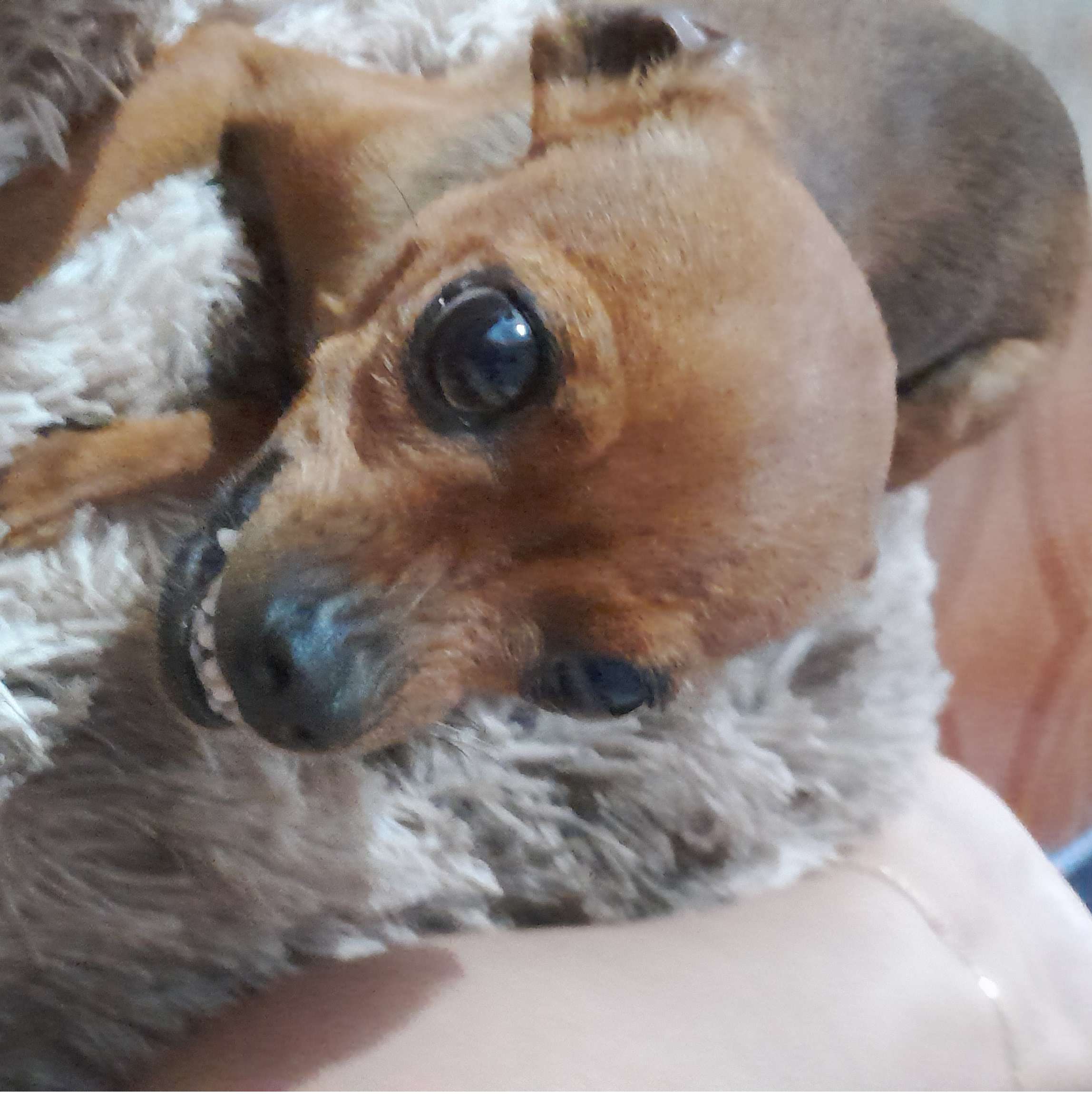 Foto de Canela