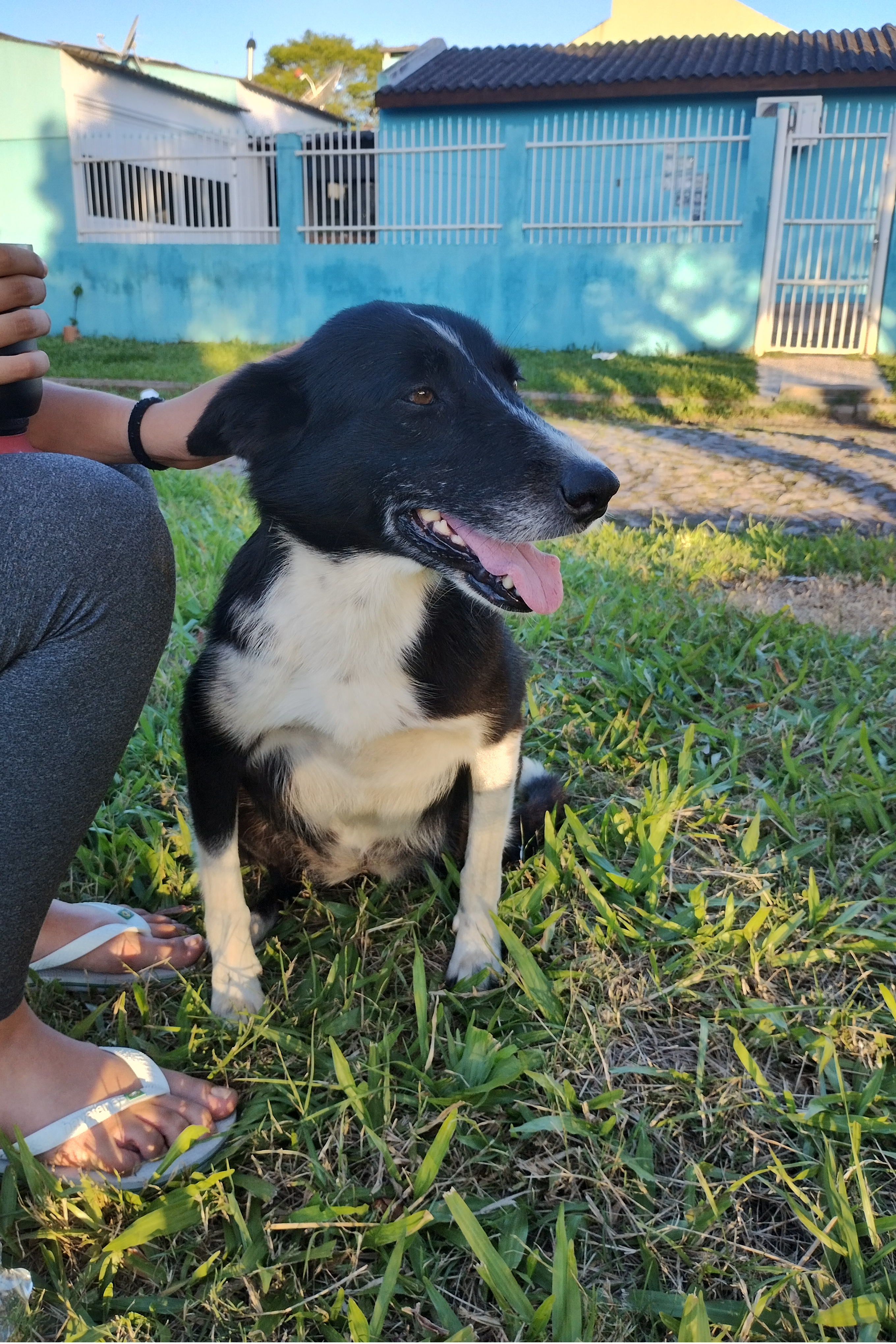 Foto de SERRANA (TUMOR NA COSTELA DO LADO DIREITO, PRECISA DE CUIDADOS URGENTE)