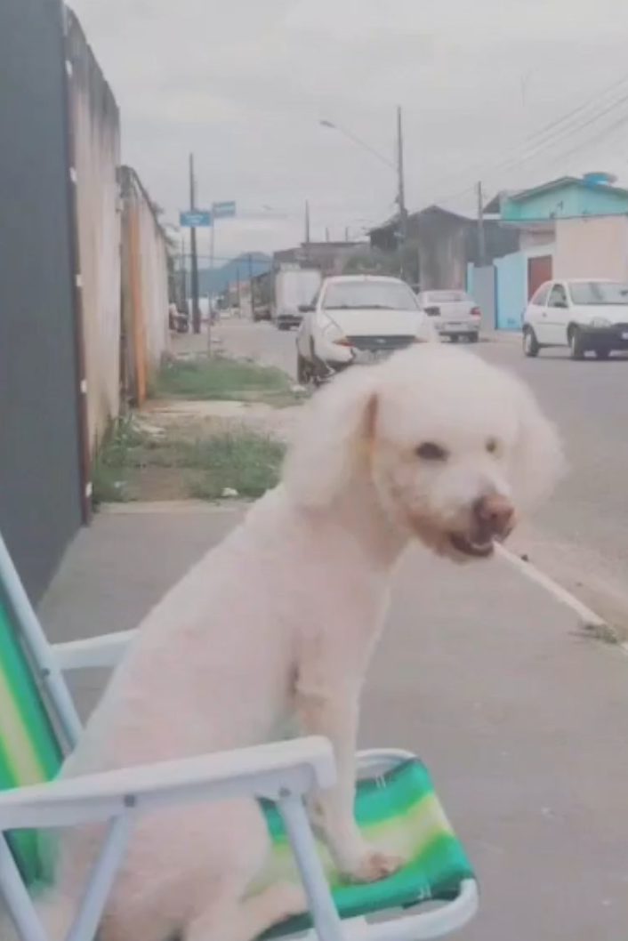Foto de Malve