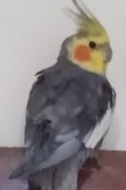 Foto de Kiquinho