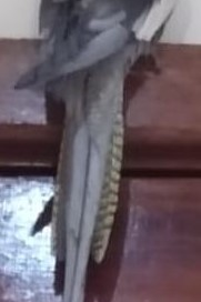 Foto de Kiquinho
