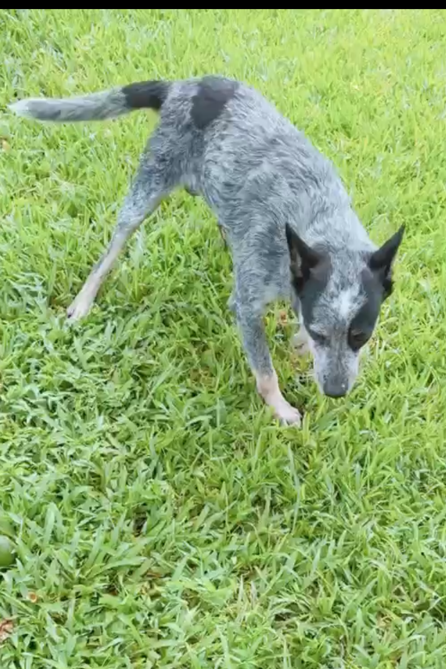 Foto de Maya