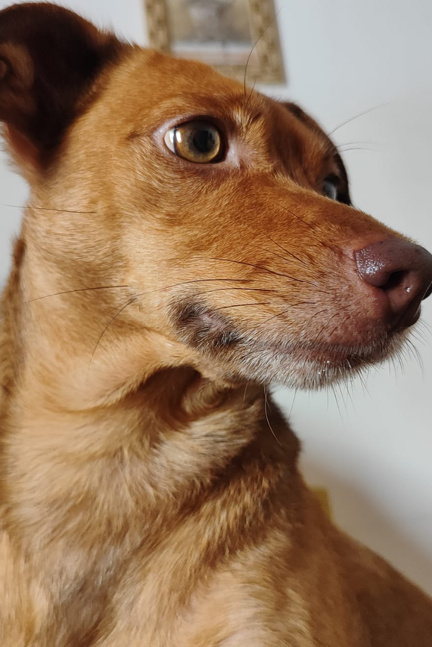 Foto de Lilica