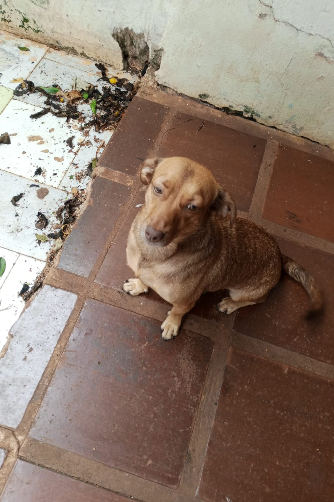Foto de Lilica