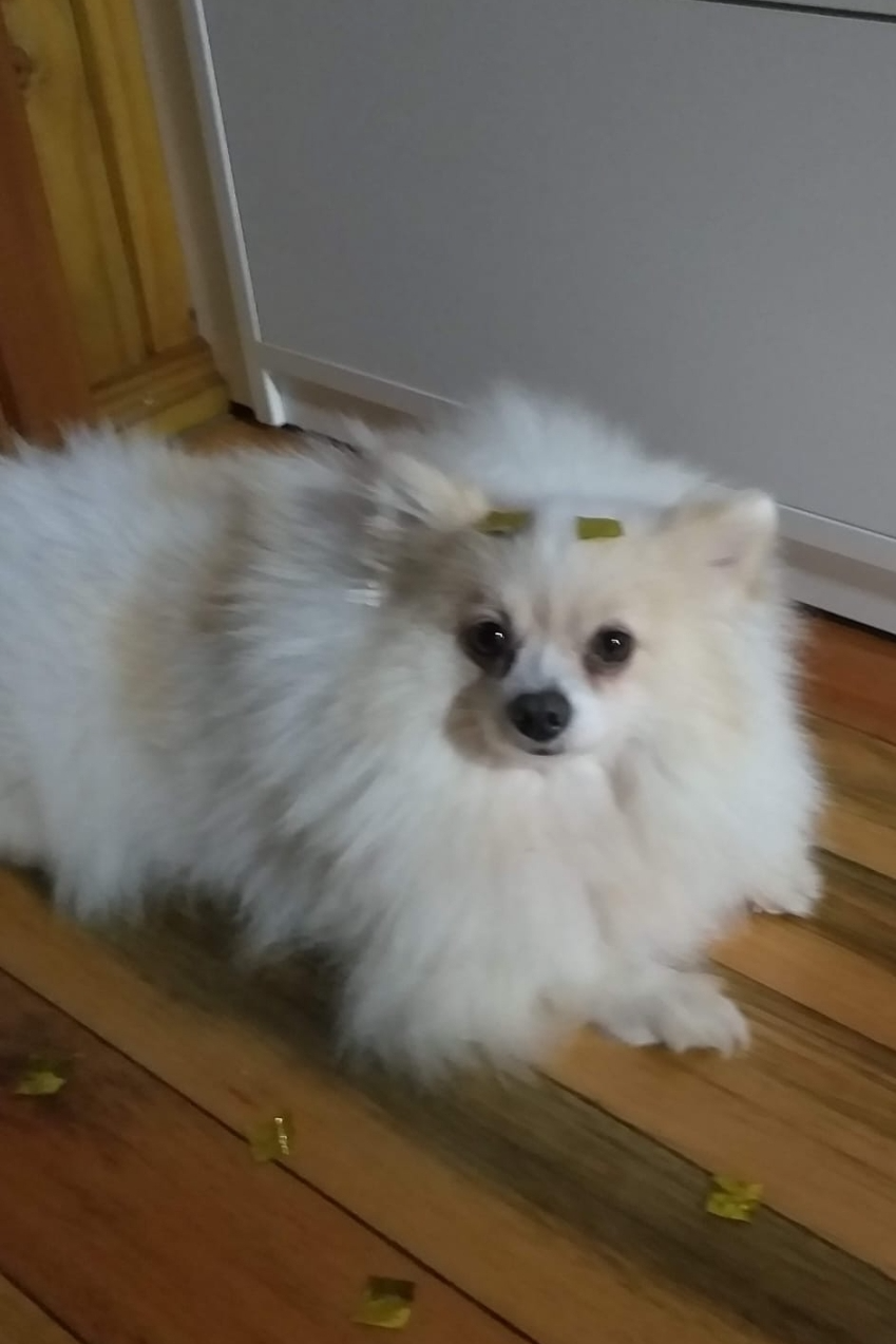 Foto de Pandi