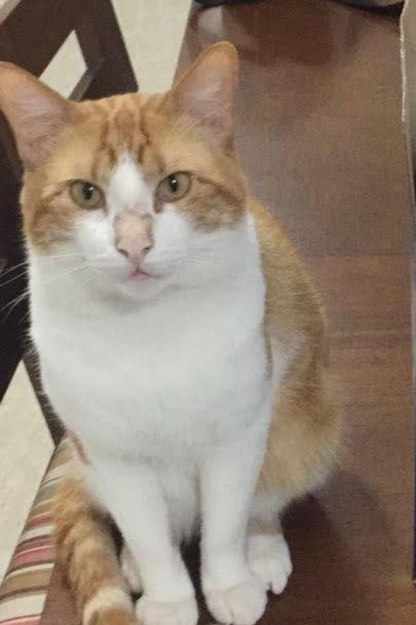 Foto de Marley