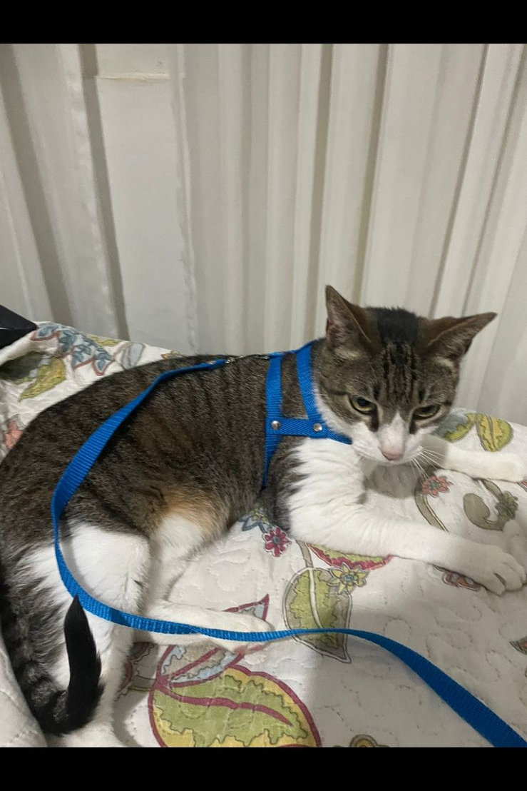 Foto de Godot