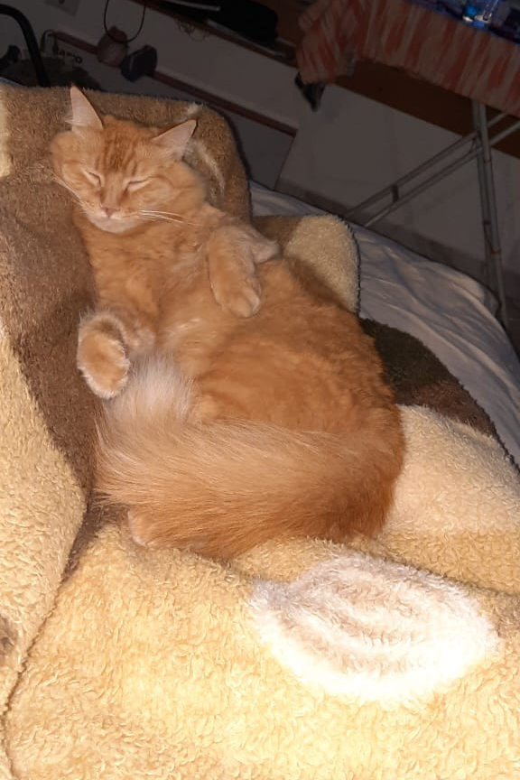 Foto de Otto