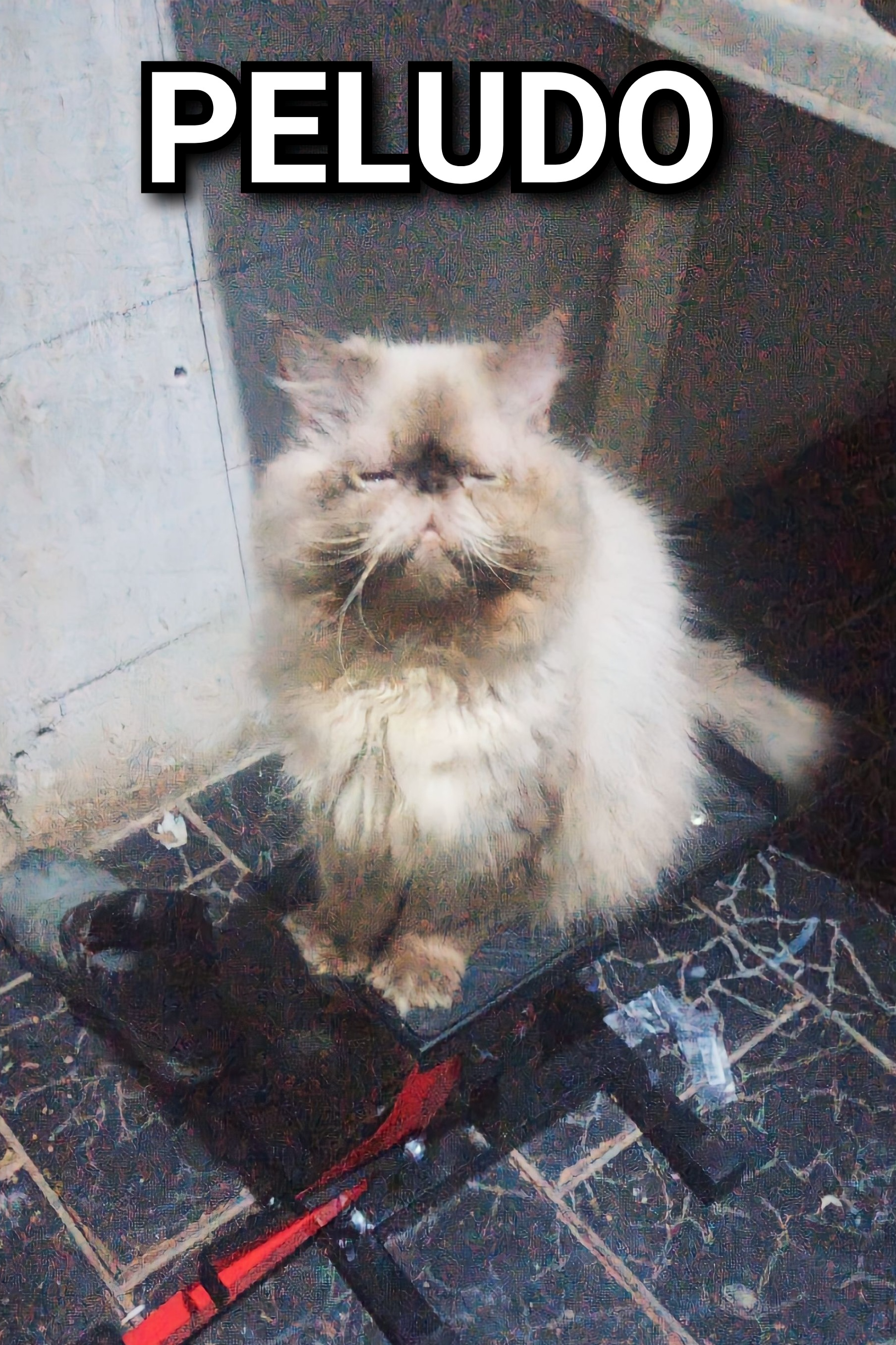 Foto de Bibi