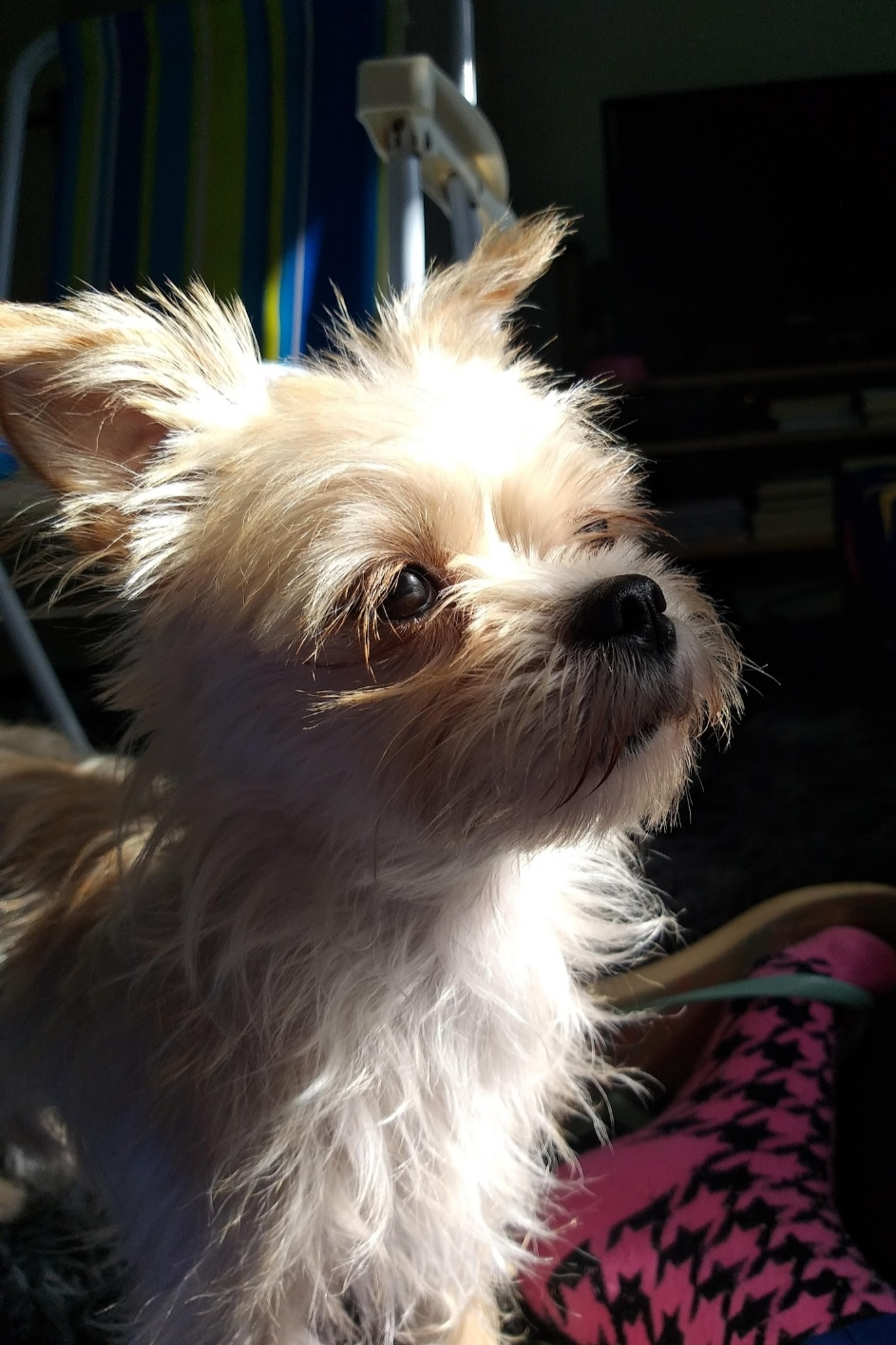 Foto de Ohana