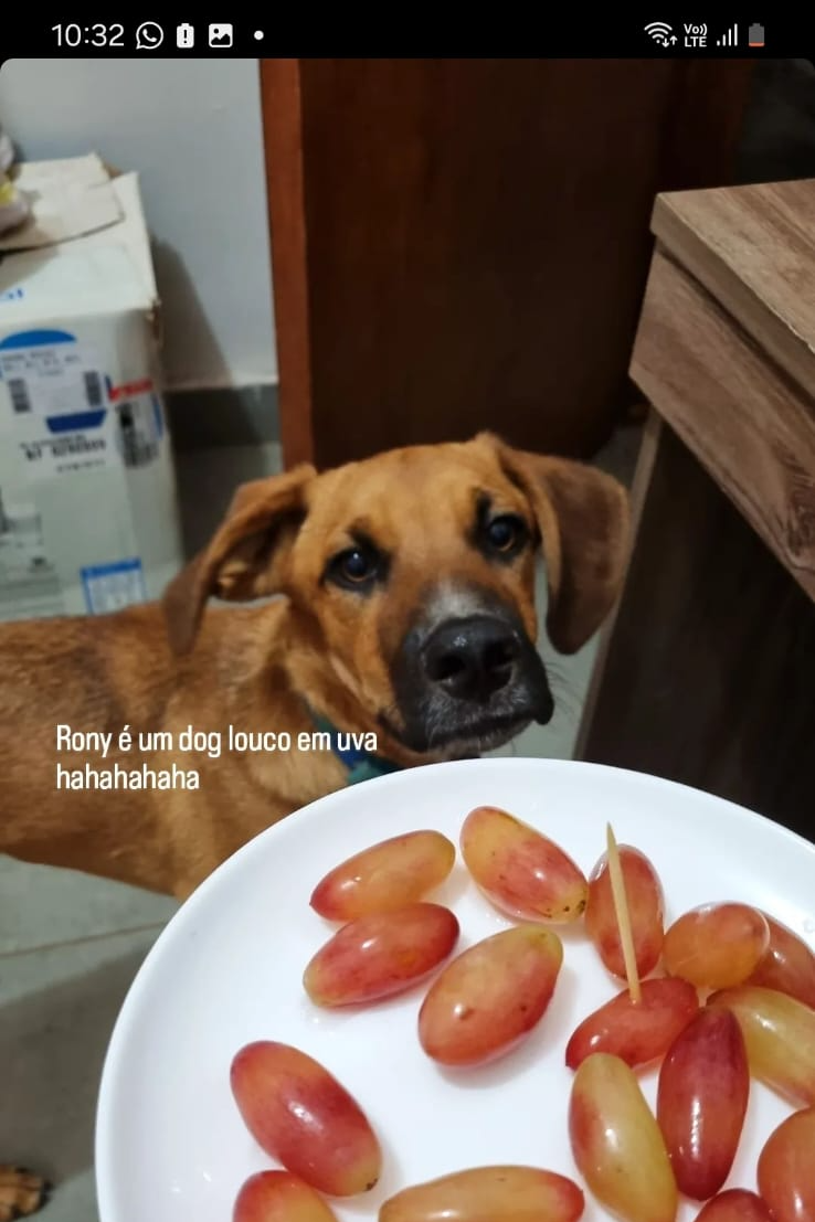 Foto de Rony