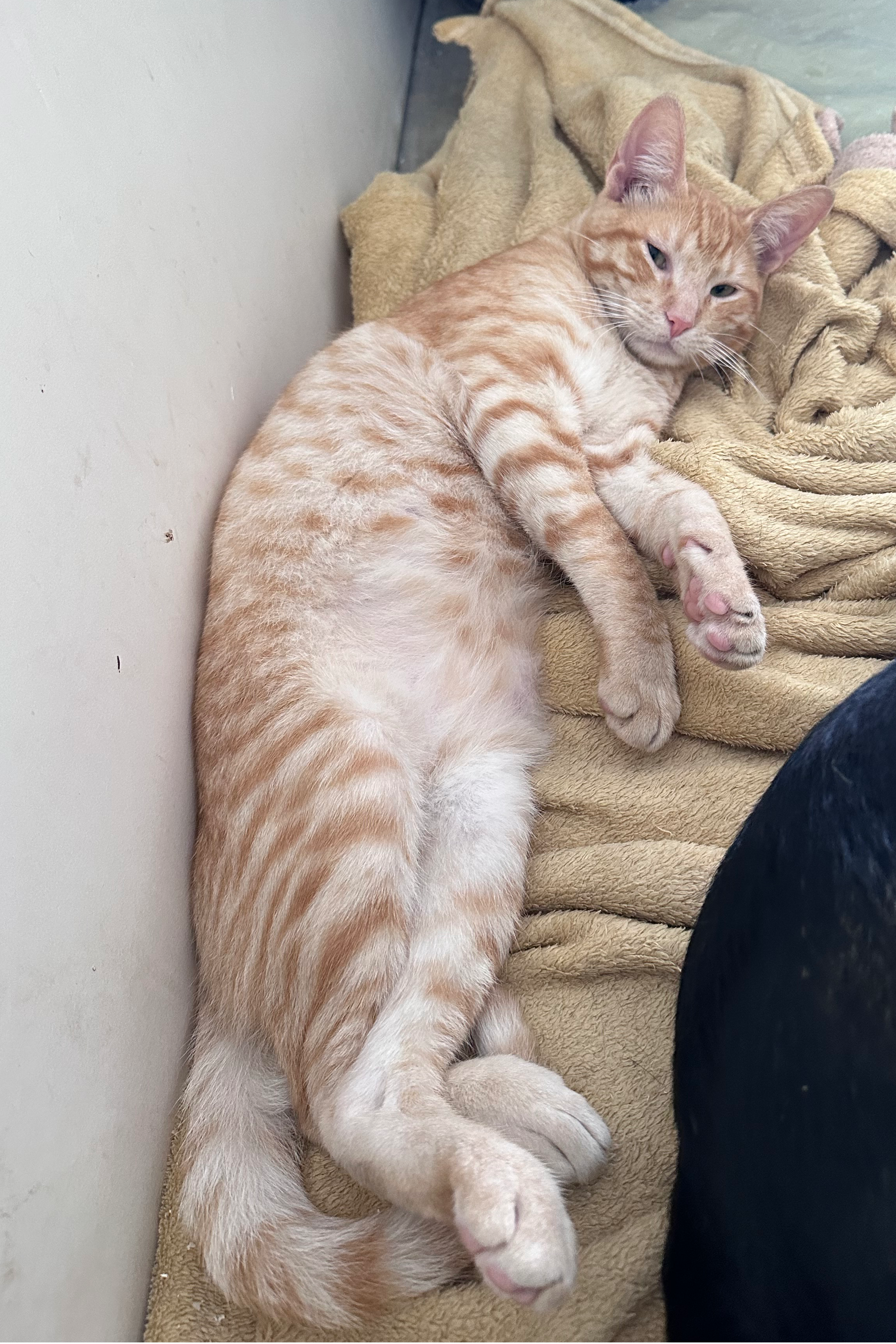 Foto de Biscoito