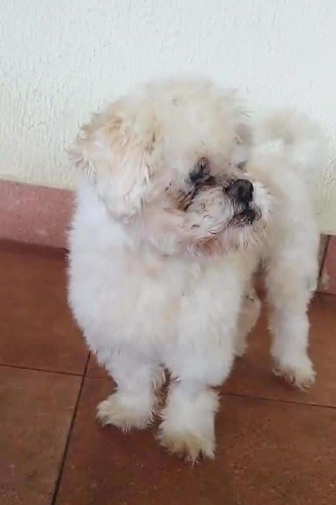 Foto de Jerry