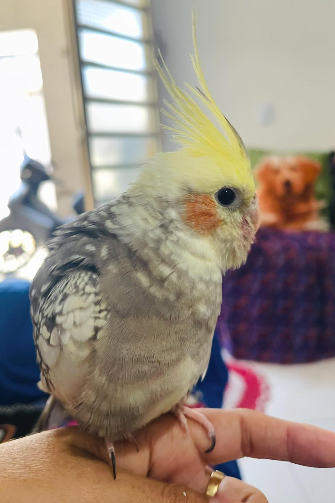 Foto de Madona