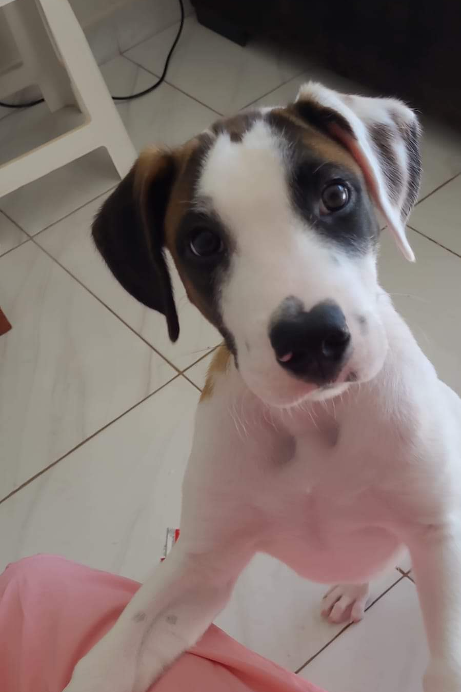 Foto de Scooby