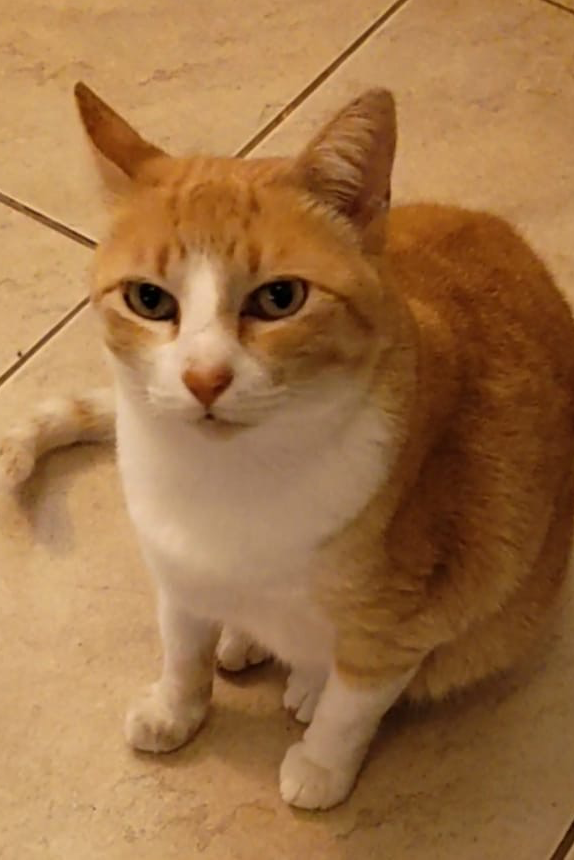 Foto de Safira