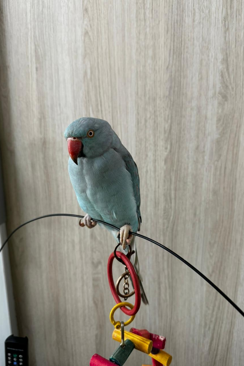 Foto de ELVIS