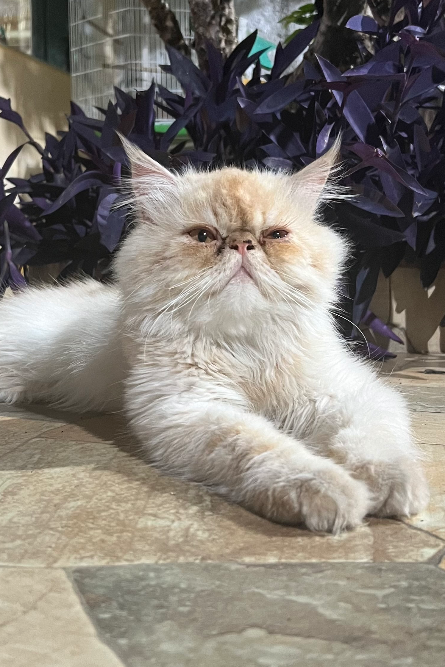 Foto de Dolce