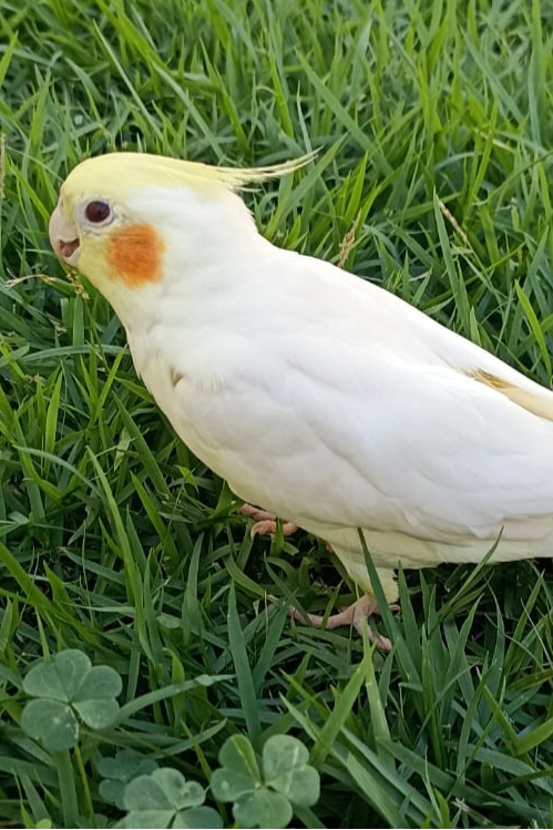 Foto de Ariel