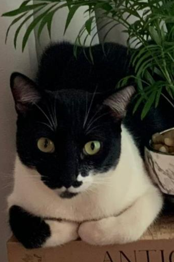 Foto de Frajola