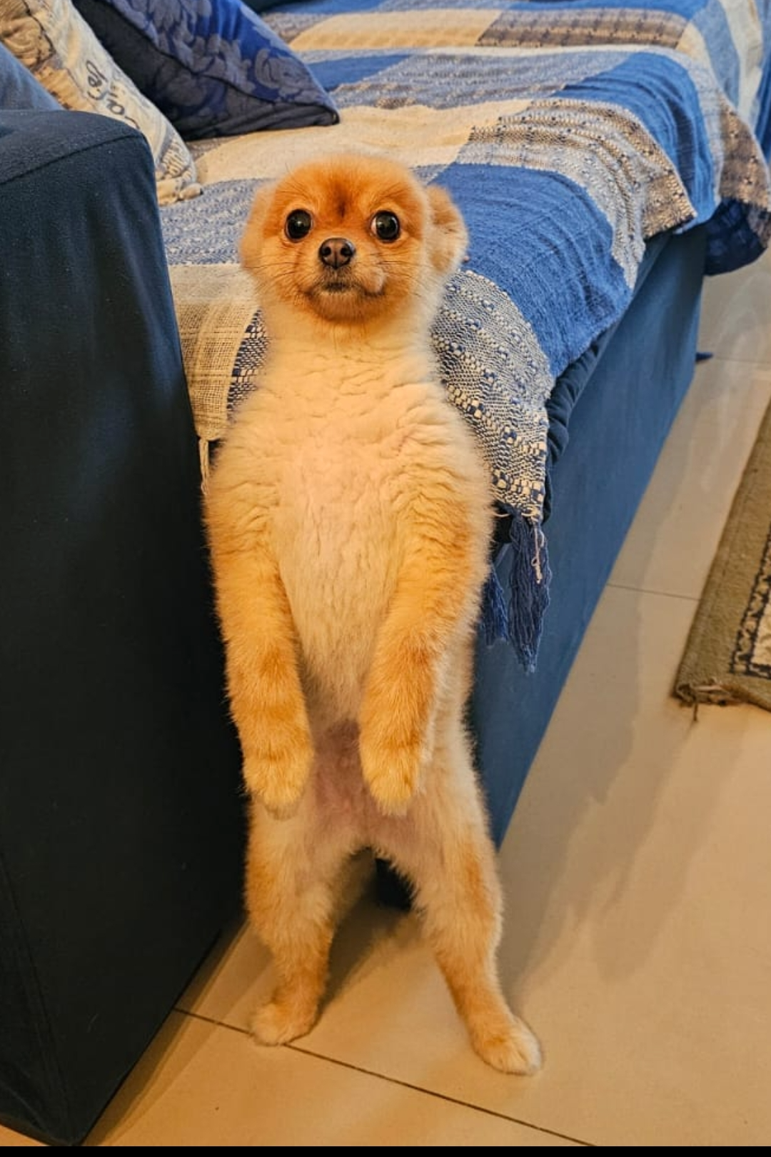 Foto de Lilica