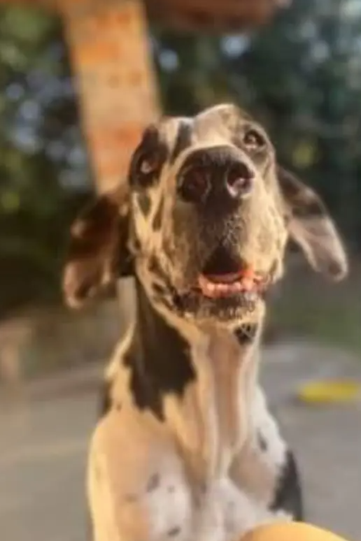 Foto de Maia