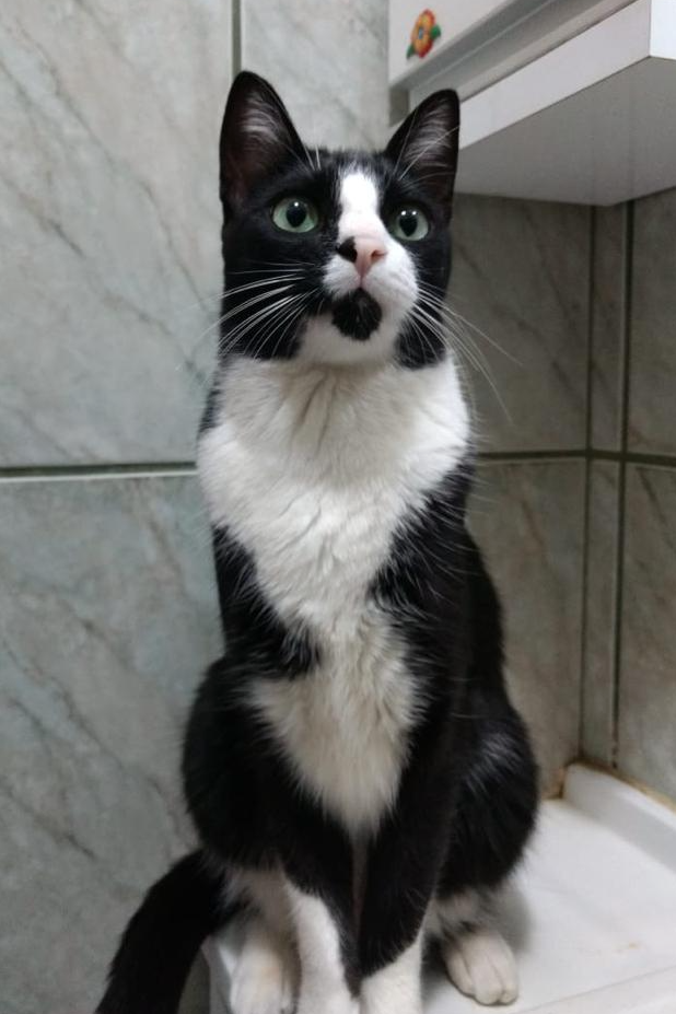 Foto de Leo